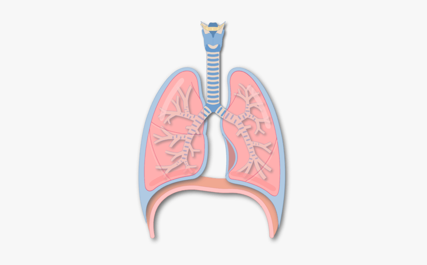 Secondary Bronchus Of The Lung - Illustration, HD Png Download, Free Download