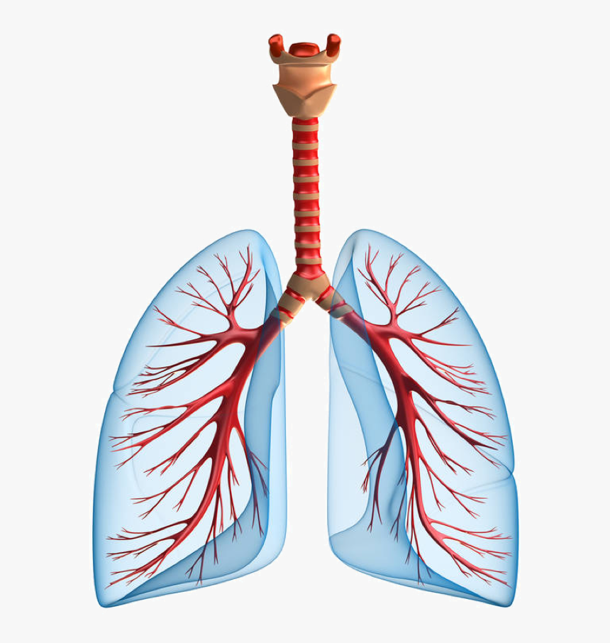 Lungs Png - Do The Lungs Oxygenate Blood, Transparent Png, Free Download