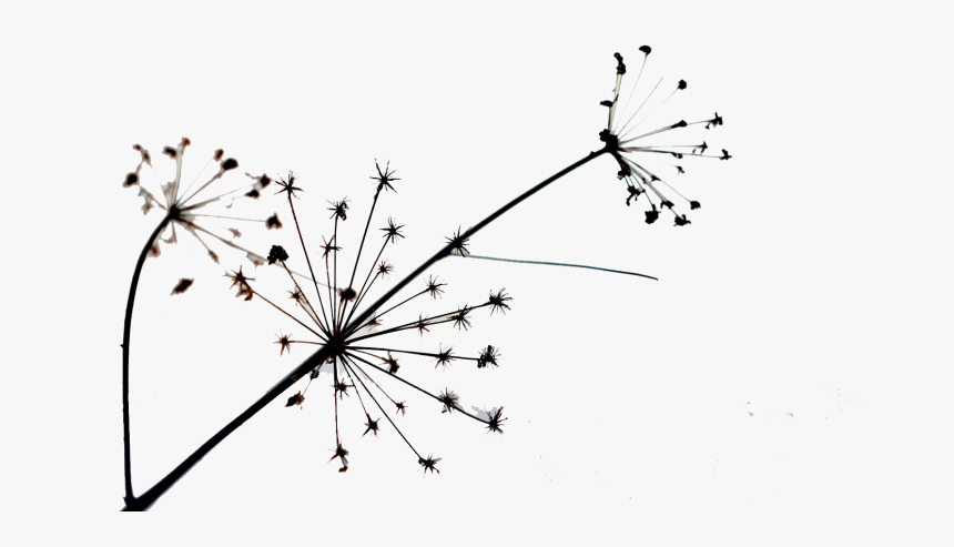 Dandelion Transparent Simple - Dandelion, HD Png Download, Free Download