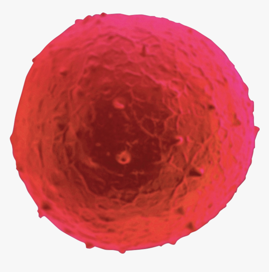 Human Cell - Sphere, HD Png Download, Free Download