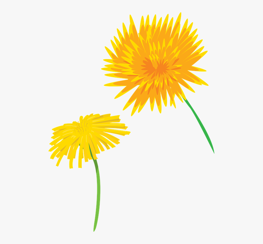 Flower, Dandelion, Plants, Nature, Seeds, Flowers - Dandelion, HD Png Download, Free Download