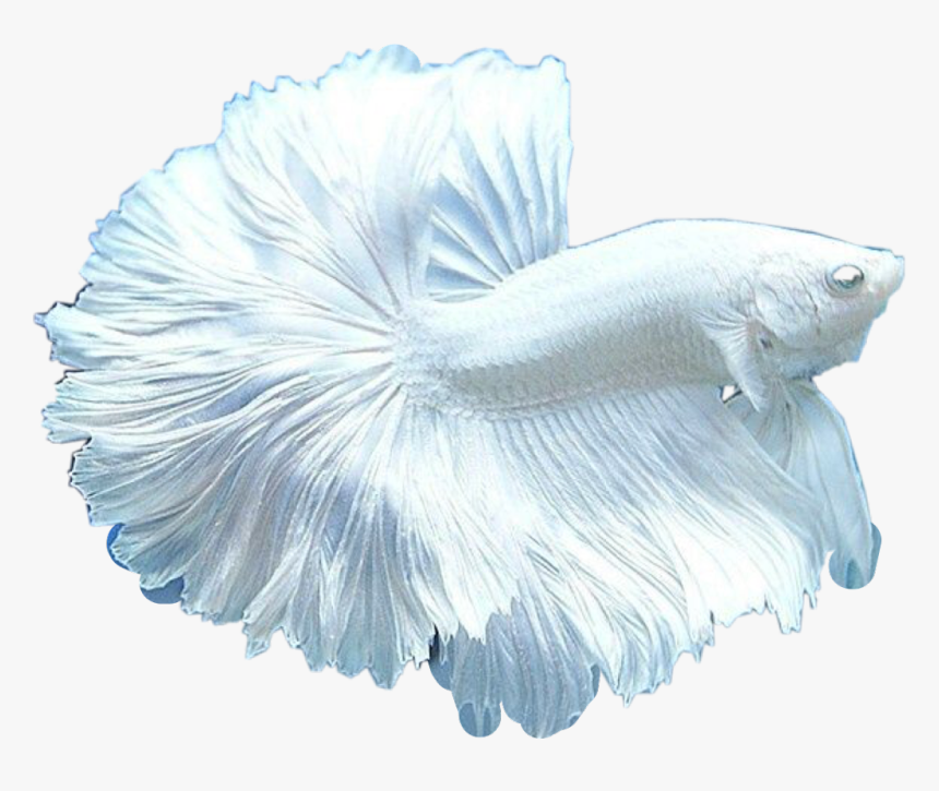 #white #beta #fish #beautiful #pet #freetoedit - Fighter Fish Full Moon, HD Png Download, Free Download