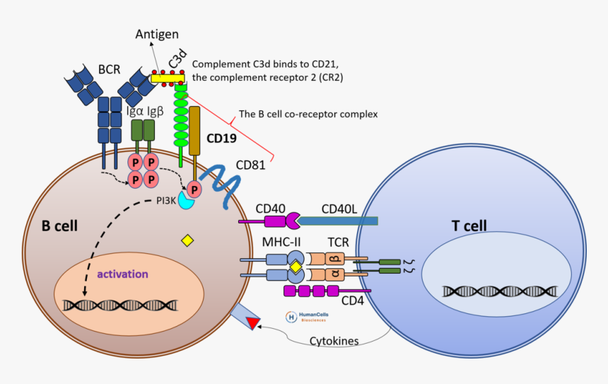Cd19 B Cell Activation, Bcr, Tcr, B Cell Co-receptor - Cd19 B Cells, HD Png Download, Free Download