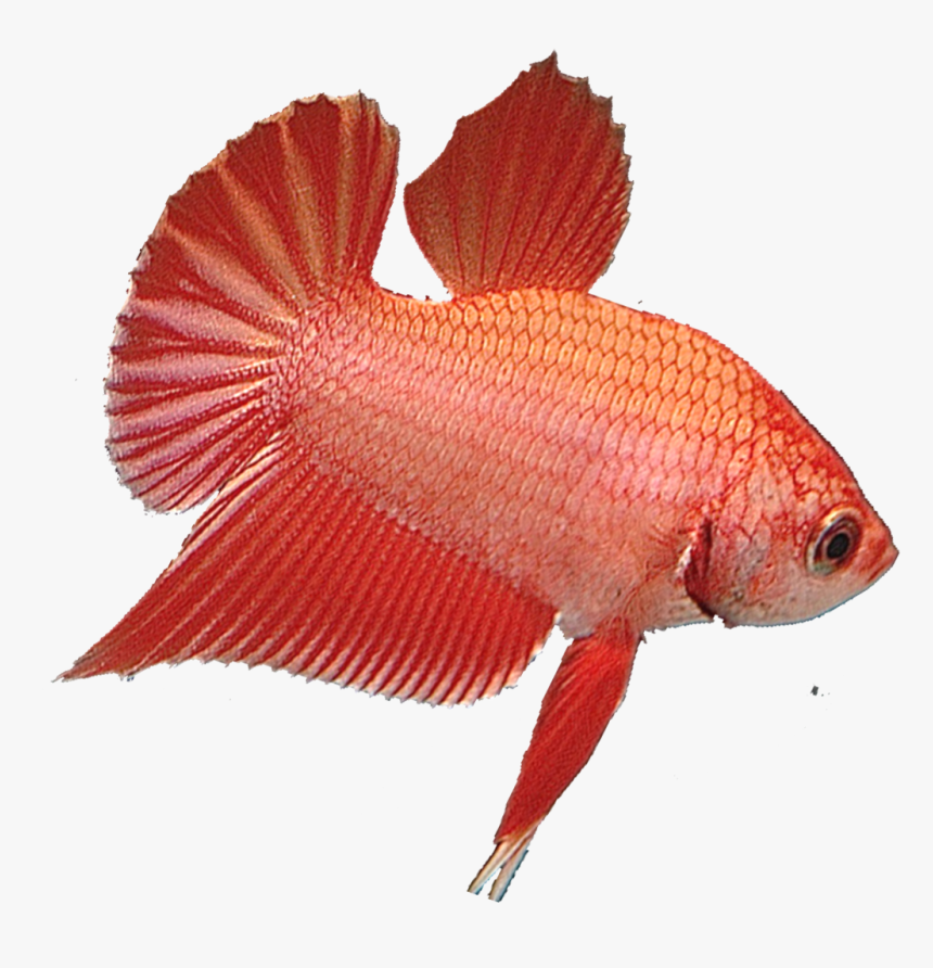 Red Snapper, HD Png Download, Free Download