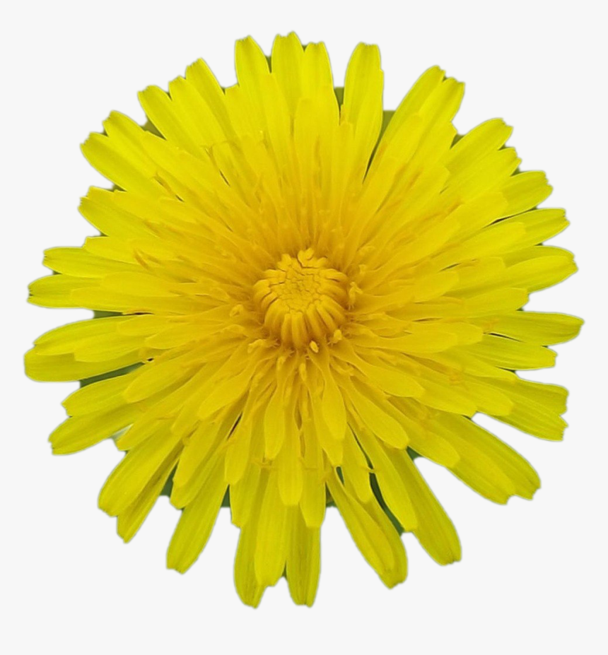 Dandelion Transparent File - Gear, HD Png Download, Free Download