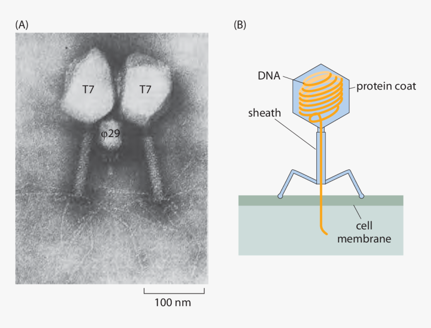 Ch1figs - Electron Microscope Dna Strand Virus, HD Png Download, Free Download