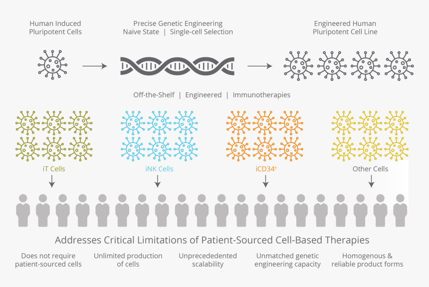 Programming Cell Fate - Off The Shelf Cell Therapy, HD Png Download, Free Download