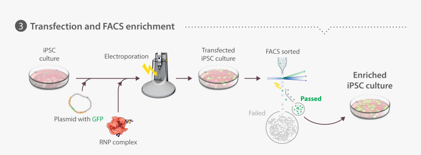 Picture - Gfp Transfected Cells Cartoon, HD Png Download, Free Download