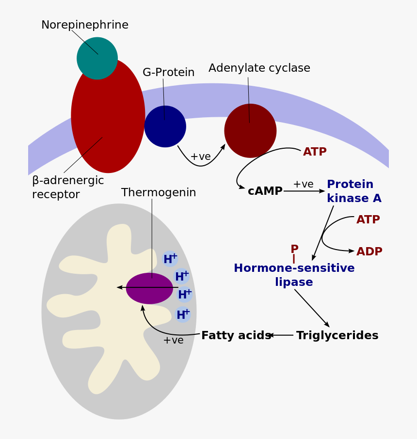 Human Cellular Metabolism, HD Png Download, Free Download