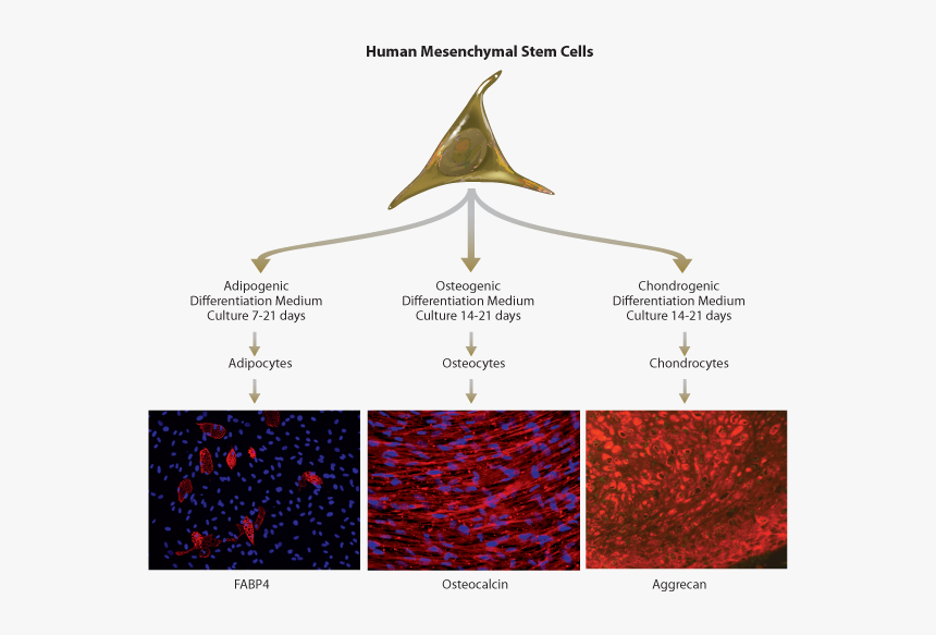 Osteogenic Cells, HD Png Download, Free Download