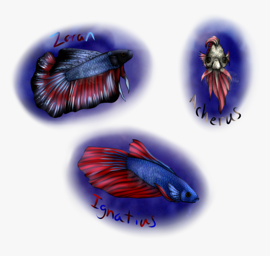 Betta Fish Portraits, HD Png Download, Free Download