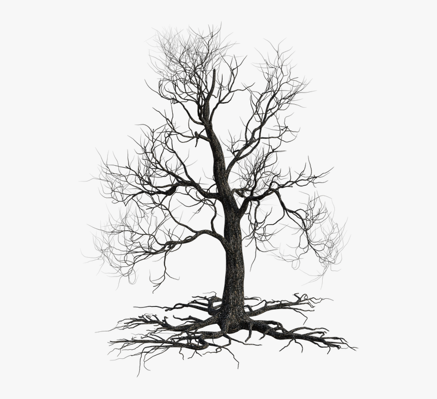 Creepy Tree, Autumn, Nature, Scary, Halloween, Wood - Oak, HD Png Download, Free Download