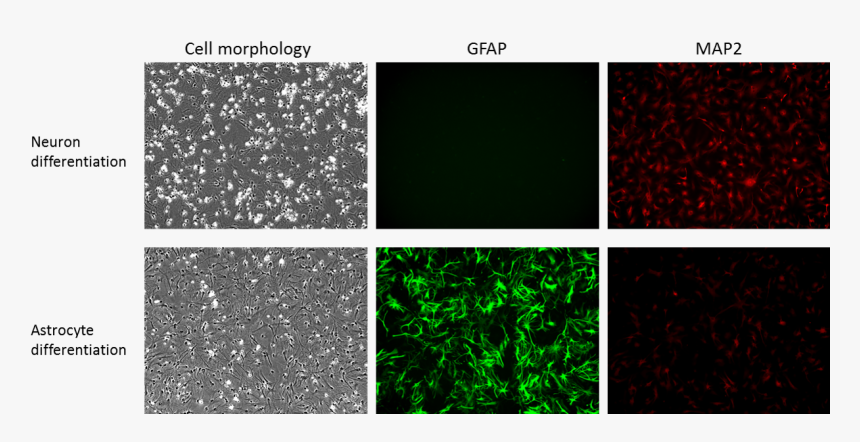 Human Neural Cortex Stem Cell Lines Were Differentiated - Neuronal Stem Cells Astrocyte Culture, HD Png Download, Free Download