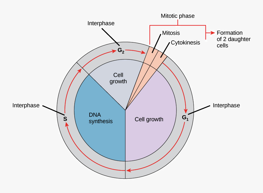Phases Of The Cell Cycle Khan Academy - Cell Cycle Dna Replication, HD Png Download, Free Download