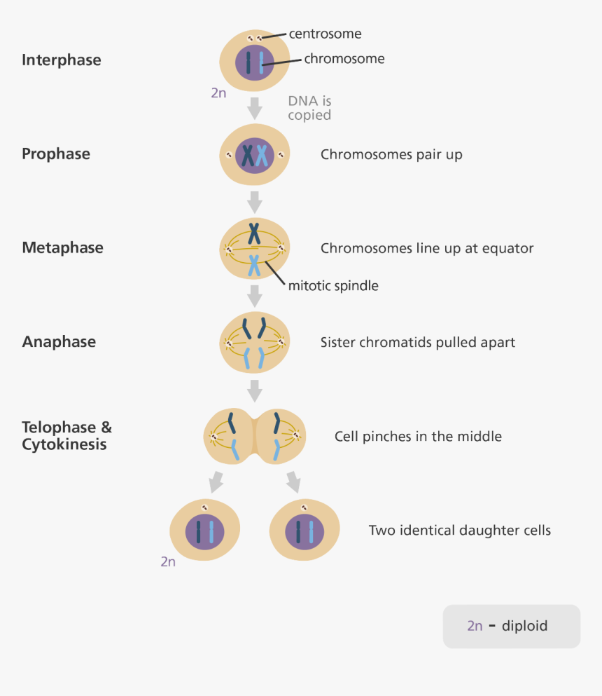 Illustration Showing The Five Stages Of Mitosis - Five Stages Of The Cell Cycle, HD Png Download, Free Download