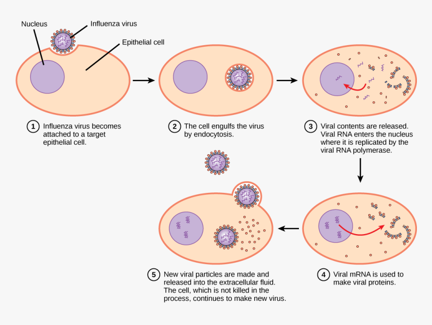 Vector Pathogen Human Cell - Virus Infecting Host Cell, HD Png Download, Free Download