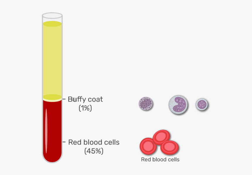 Animation Showing The Elements Of The Buffy Coat - Blood Plasma Clipart, HD Png Download, Free Download