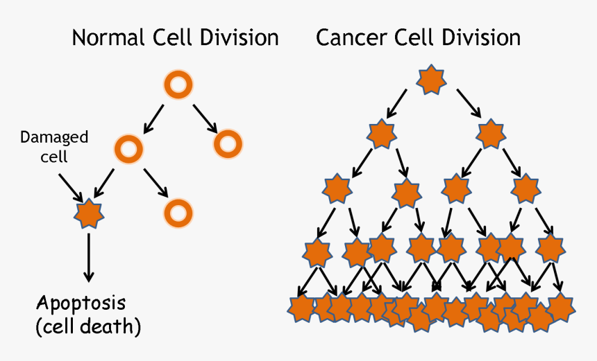Tumor Drawing Cancer Cell - Cancer Cell Division Png, Transparent Png, Free Download