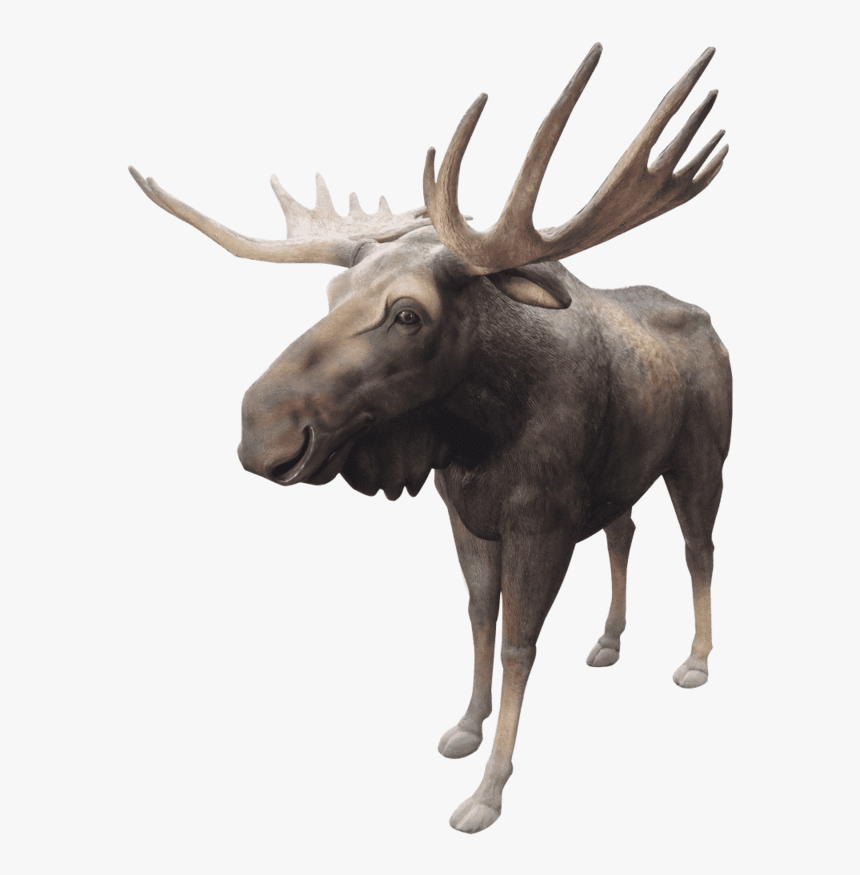 Transparent Moose Antlers Png - Reindeer, Png Download, Free Download