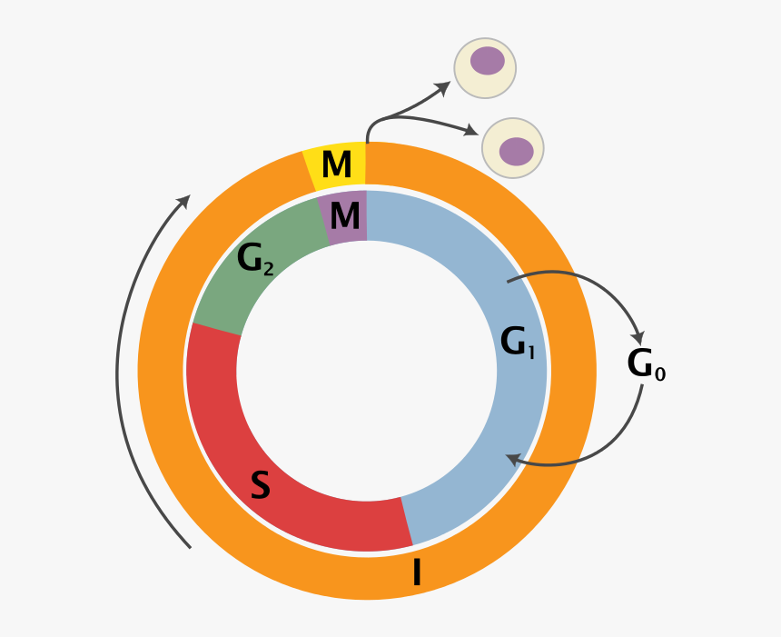 Cell Cycle Png, Transparent Png, Free Download