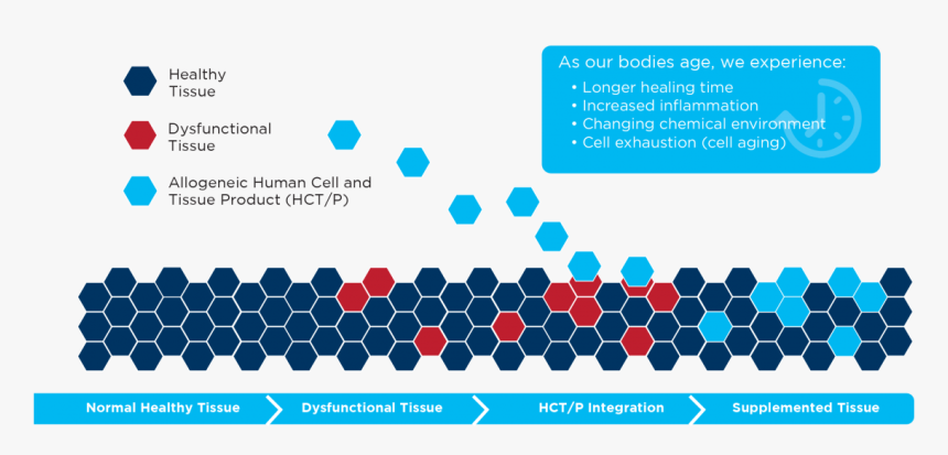 Human Tissue Regenerative Potential, HD Png Download, Free Download