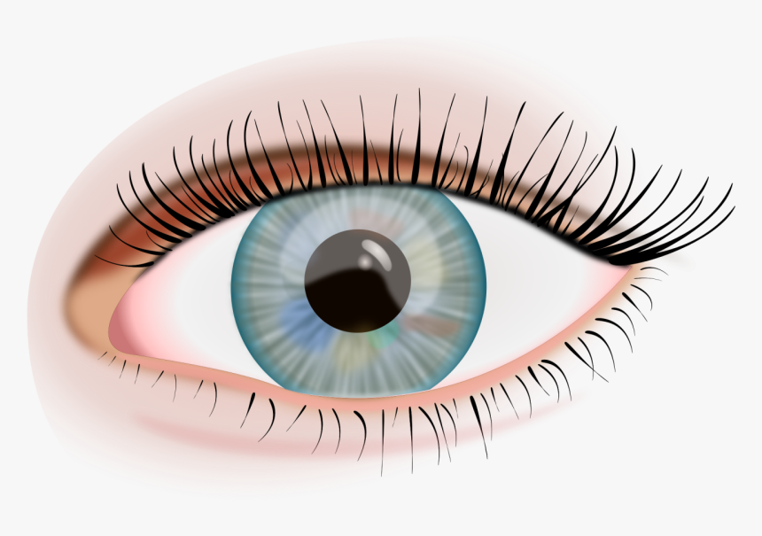 Eye, Iris, View, Eyelashes, See, Look, Human Eye, Pupil - Eye Ojo Png, Transparent Png, Free Download