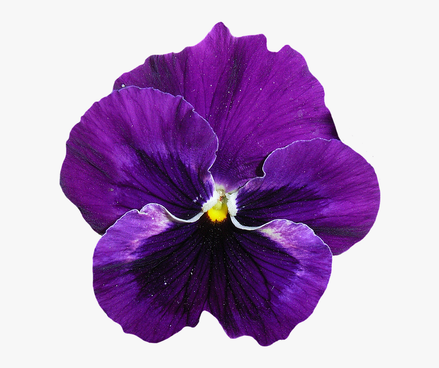 Pansy, Blue, Purple, Blossom, Bloom, Flower, Spring - Violet Pansy Flower, HD Png Download, Free Download