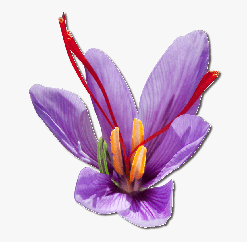 Purple Saffron Flower - Saffron, HD Png Download, Free Download
