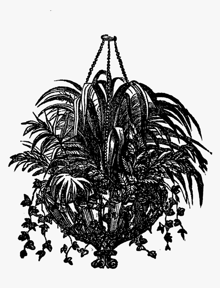 Black And White Plant Hanging Drawing Transparent, HD Png Download, Free Download