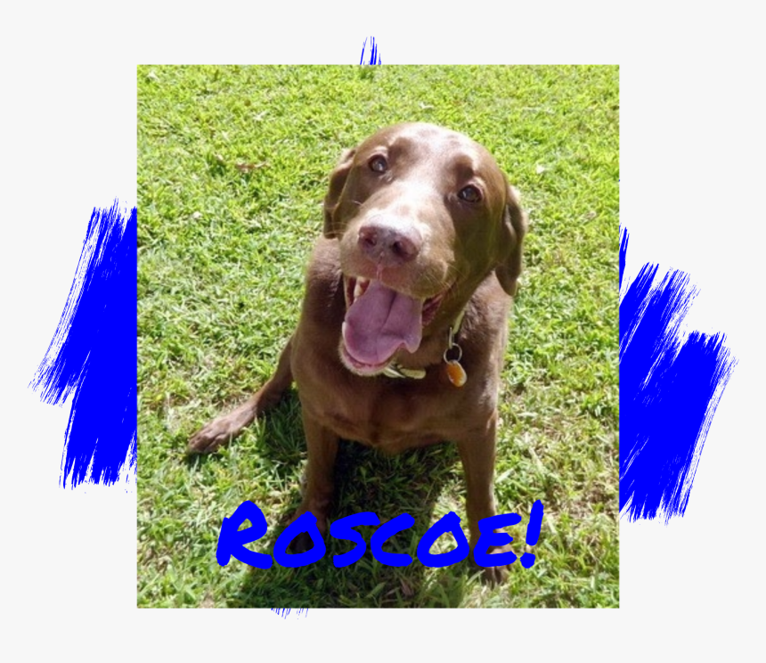 Chocolate Labrador Retriever Adoption - Do Paw Blue, HD Png Download, Free Download