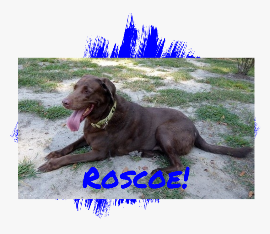 Chocolate Labrador Retriever Adoption - Dog Catches Something, HD Png Download, Free Download