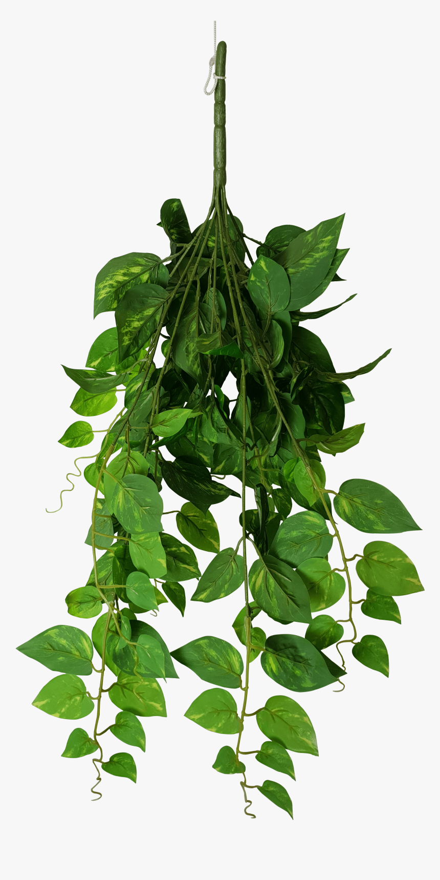 Heart Leaf Philodendron Transparent, HD Png Download, Free Download