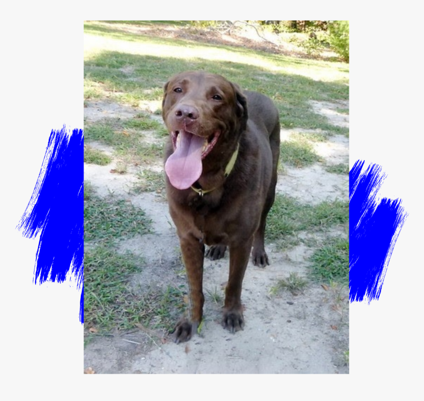 Chocolate Labrador Retriever Adoption - Do Paw Blue, HD Png Download, Free Download