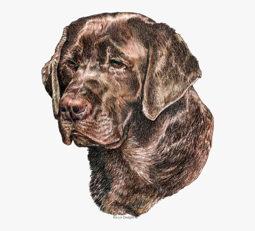 Labrador Retriever, HD Png Download, Free Download