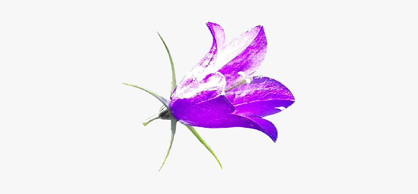 Purple Bellflower Png - Bellflower, Transparent Png, Free Download