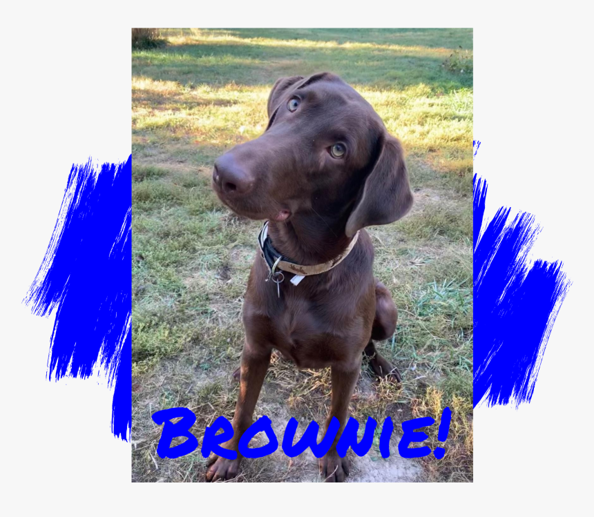 Chocolate Labrador Retriever Adoption - Do Paw Blue, HD Png Download, Free Download