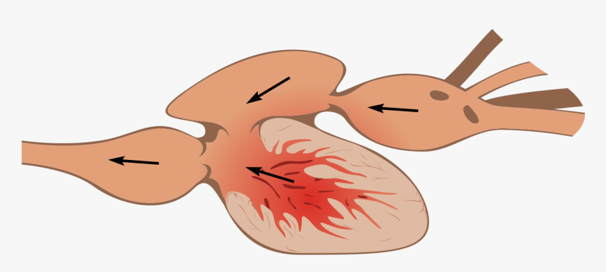 Two Chamber Heart - Structure Of Heart Of Fish, HD Png Download, Free Download