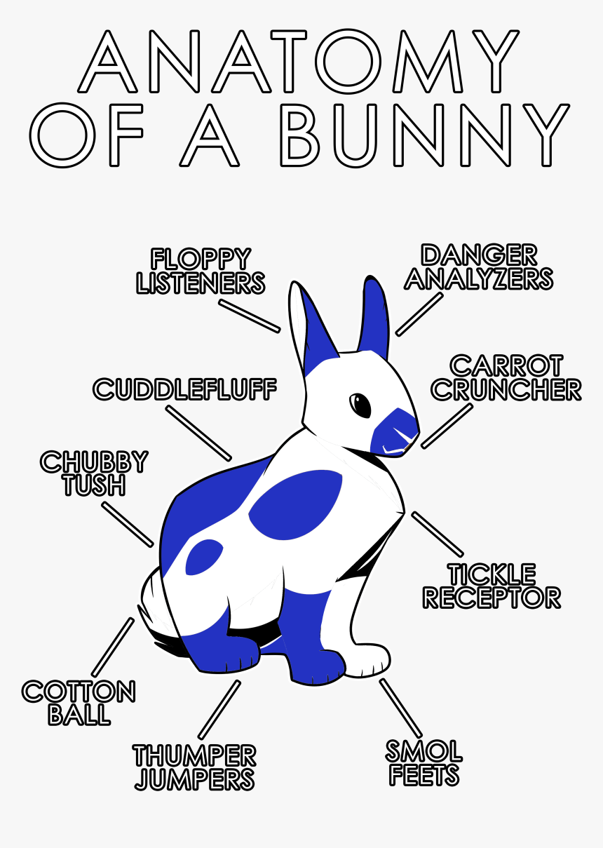 Anatomy Of A Bunny - Rabbit, HD Png Download, Free Download