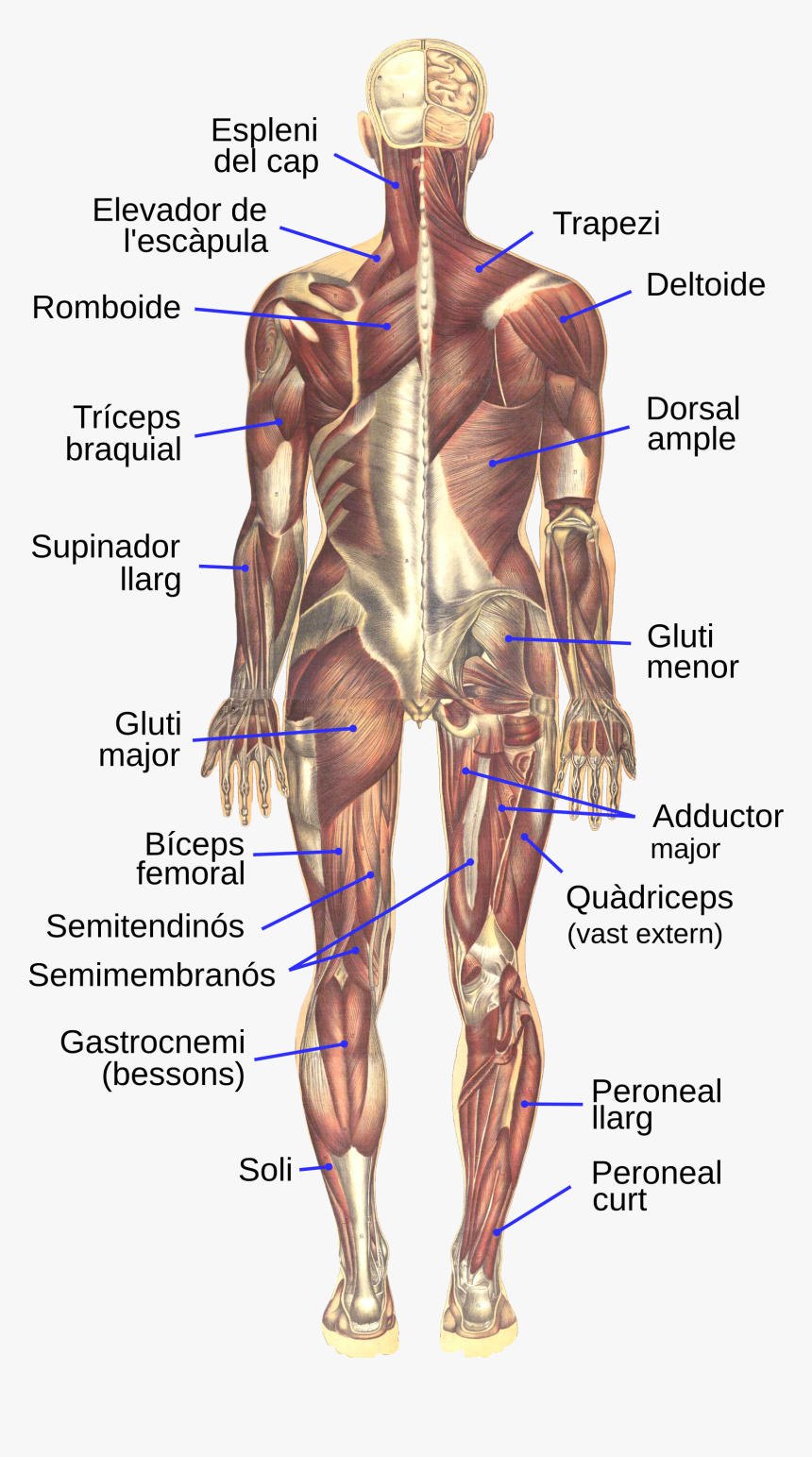 Muscular System Png - Musculs Del Cos Humà, Transparent Png, Free Download
