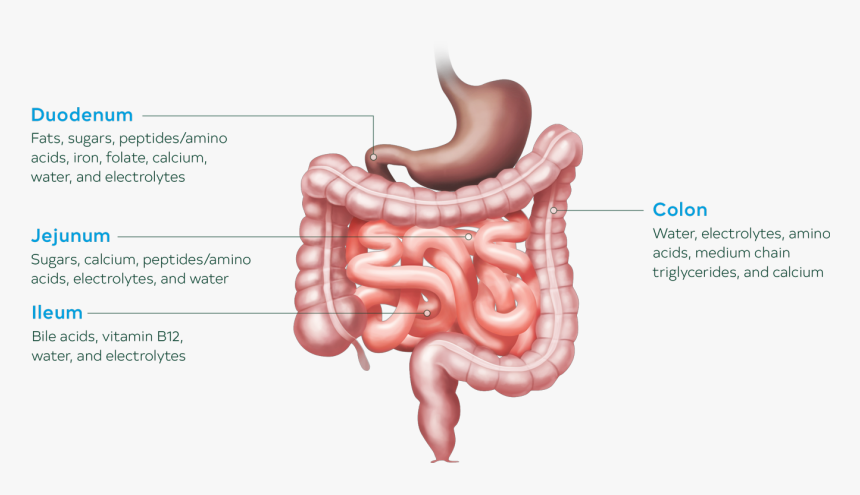 Image Of Bowel Anatomy And Function Illustration - Bowel Anatomy, HD Png Download, Free Download