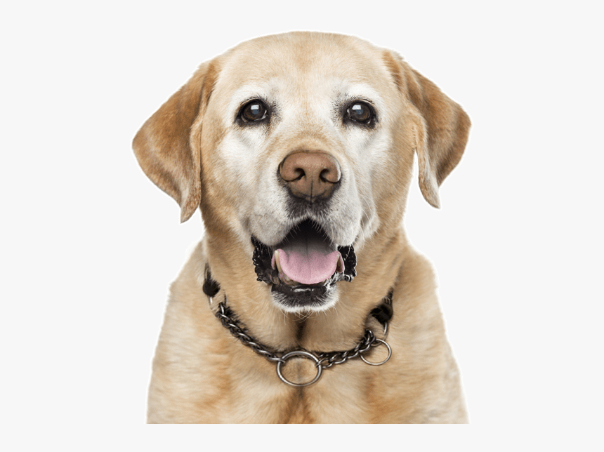 Labrador Dog Age Chart, HD Png Download, Free Download