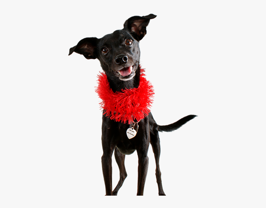 Transparent Black Dog Png - Todo Dia É Dia De Ser Feliz, Png Download, Free Download