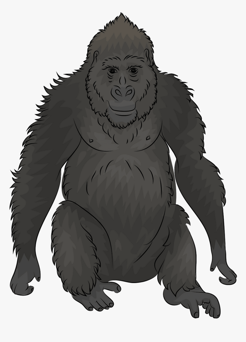 Macaque, HD Png Download, Free Download