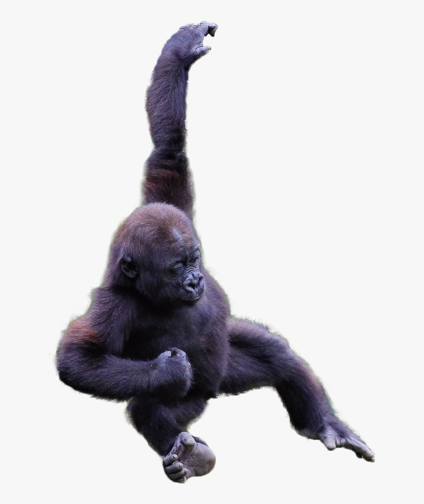 Gorilla Png Transparent Images - Gorilla Png, Png Download, Free Download