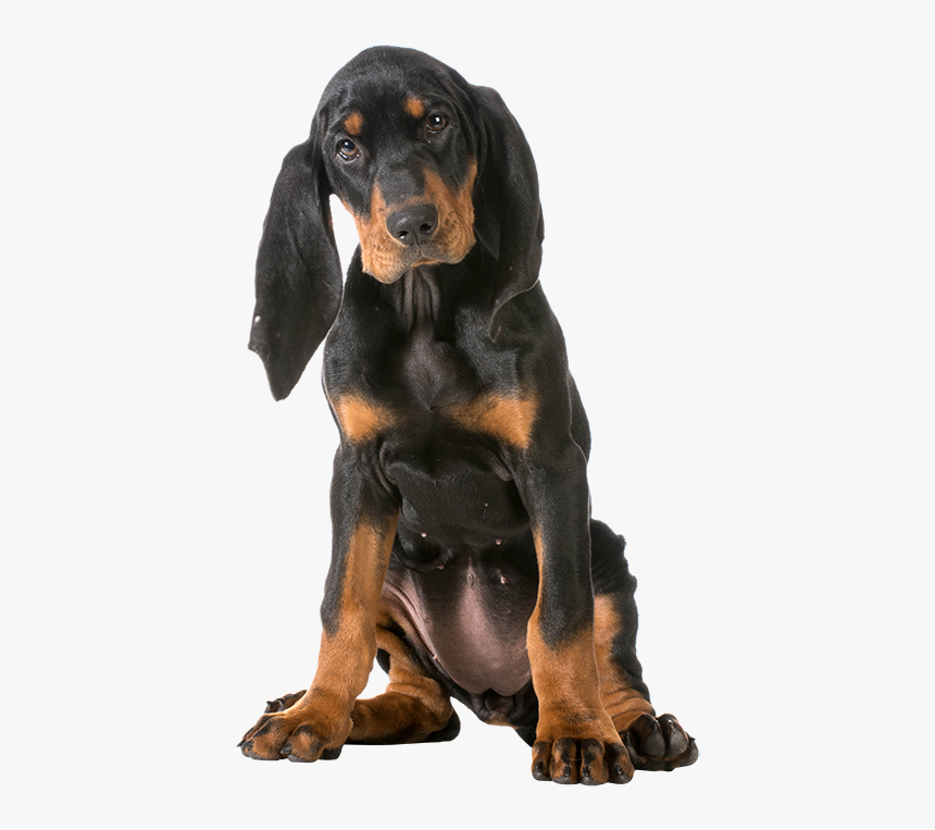 158 Black Andtan Coonhound - Black And Tan Coonhound Png, Transparent Png, Free Download