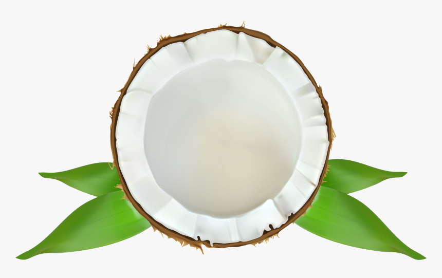 Transparent Png Drawings - Transparent Background Coconut Clip Art, Png Download, Free Download