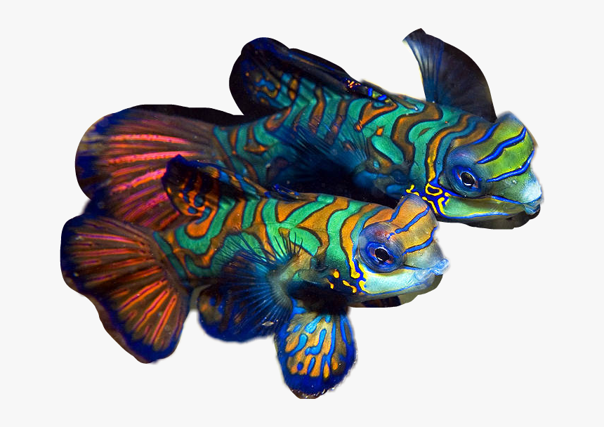 Beautiful Fish Png - Coloured Fish, Transparent Png, Free Download
