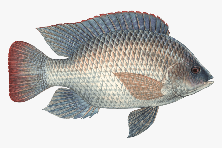 Transparent Tilapia Png - Tilapia Png, Png Download, Free Download