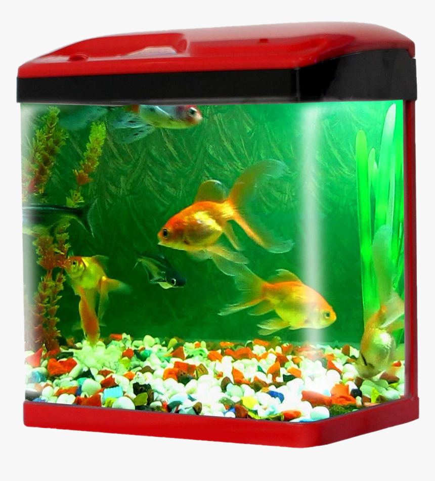 Aquarium Fish Tank Png Pic - Aquarium Fish Tank Price In India, Transparent Png, Free Download