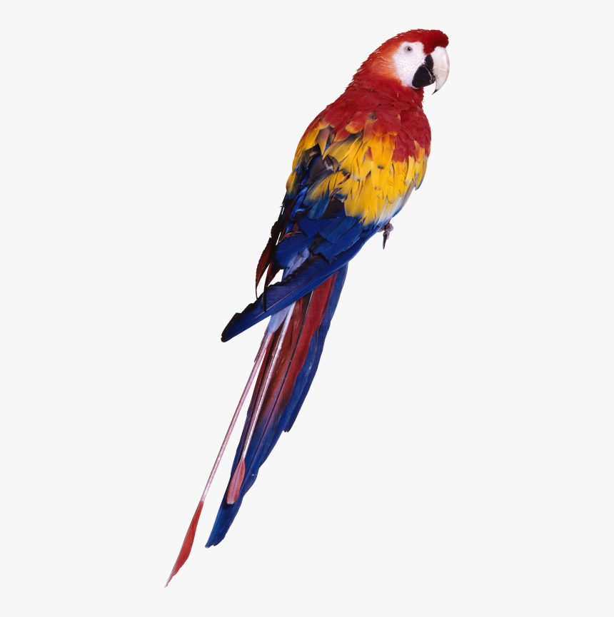 Parrot Transparent Icon Png Images - Parrot Png, Png Download, Free Download